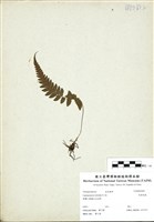 藏品(尾葉茯蕨)的圖片